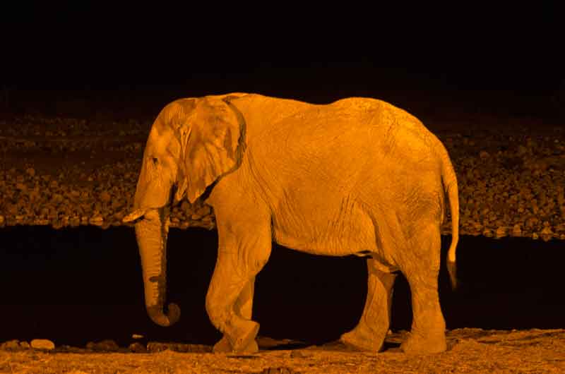 86 - Namibia - elefante - imagen nocturna - Okaukuejo - parque nacional de Etosha